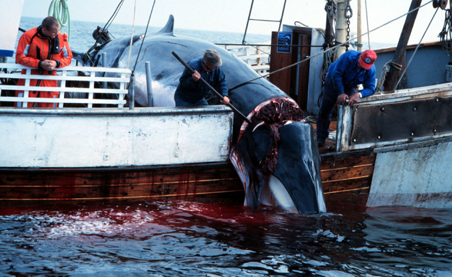 挪威捕鯨季將至 遭獵鯨魚九成懷孕